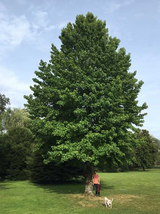 Liquidambar styraciflua / Amerikanischer Amberbaum / Guldenbaum