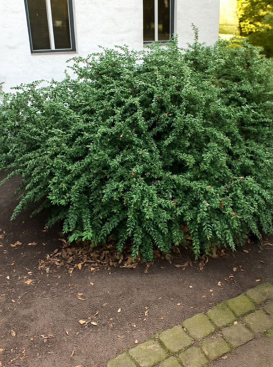 Immergrüne Kissen-Berberitze 'Jytte' / Berberis candidula 'Jytte'