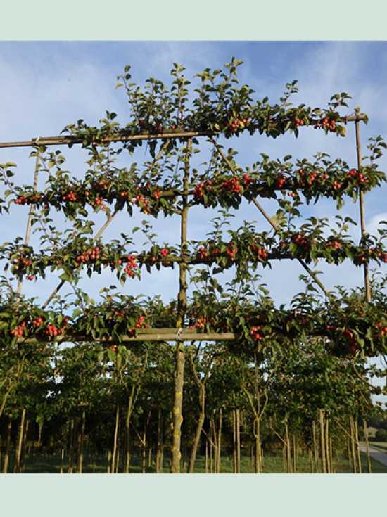 Malus Butterball / Apfelbaum 'Butterball' / 'HochstammSpalier' B150 H