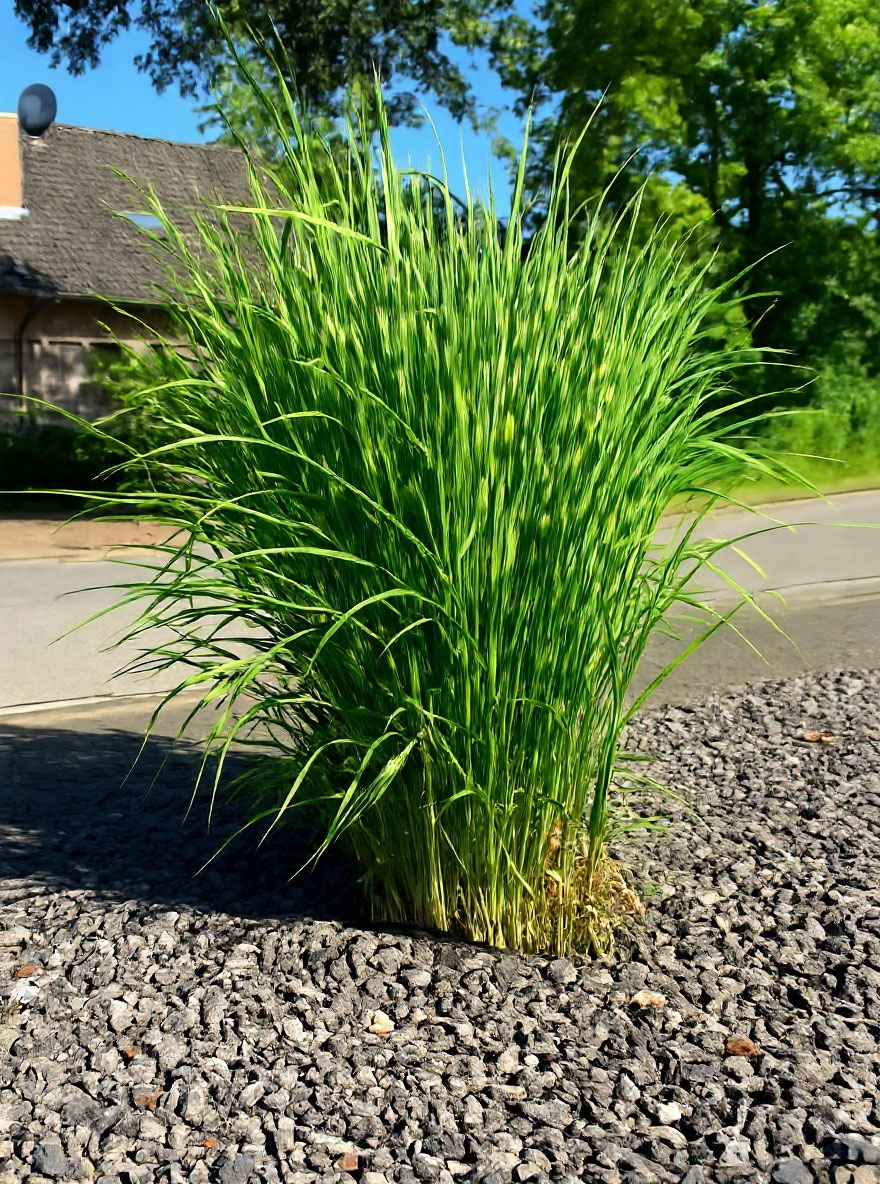 Miscanthus sinensis 'Zebrinus' / Zebra-Chinaschilf günstig kaufen
