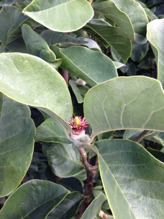 Magnolia 'Black Tulip' ® / Magnolie 'Black Tulip' günstig kaufen