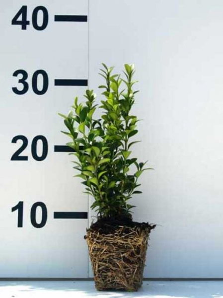 Buxus sempervirens / Buchsbaum Einfassung 15-20 cm im 0,5-Liter Container