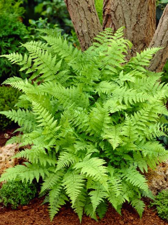 Knstlicher Wald-Frauenfarn - Fadia, 70 - 85 cm