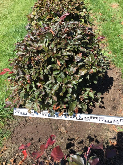 Fagus Sylvatica Purpurea Blutbuche Flache Kugel 60 70 Cm Mit Ballierung Gunstig Kaufen baumschule newgarden