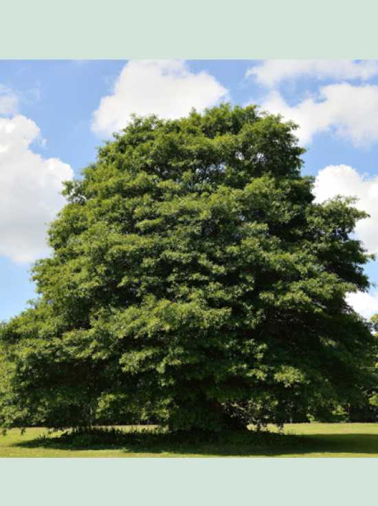 Weiden-Eiche Quercus phellos Pflanze 25-30cm Weidenblättrige Eiche Rarität 