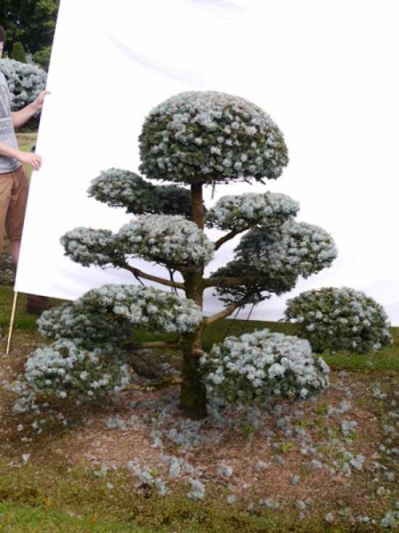 Picea pungens 'Glauca' H: 150 B: 140 cm / Garten-Bonsai (0015)
