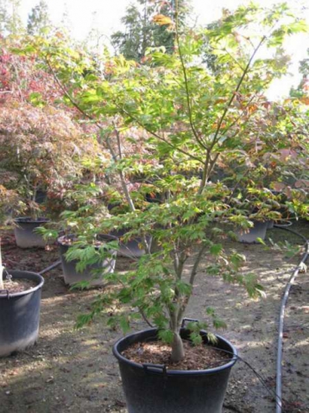 Acer japonicum 'Aconitifolium' / Eisenhutblättriger Ahorn
