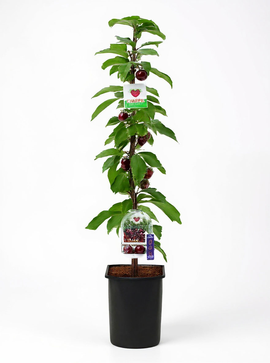Prunus 4sure Sweet Cherry Saulenkirsche Sweet Cherry Gunstig Kaufen