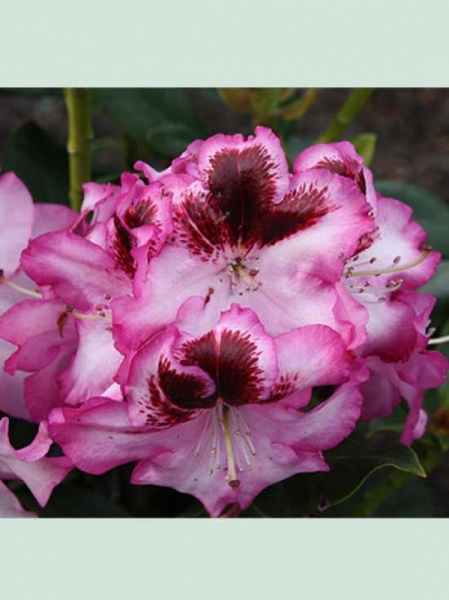 Rhododendron Hybride 'Charleston' / Rhododendron 'Charleston'