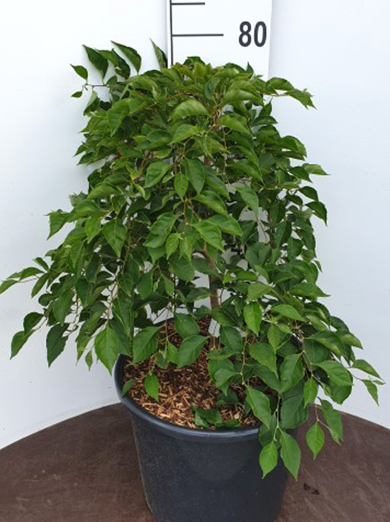 Styrax japonicus 'Fragrant Fountain' / Japanischer Storaxbaum günstig