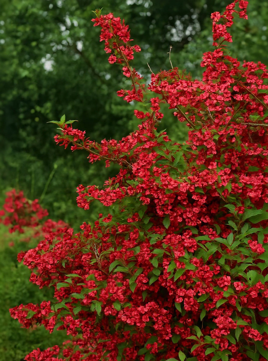 Weigela 'Red Prince' / Weigelie 'Red Prince' günstig kaufen