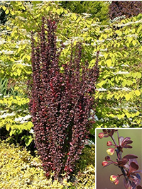 Berberis