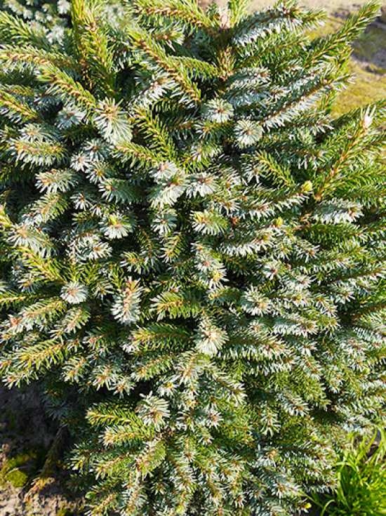 Picea omorika 'Nana' / OmorikaZwergfichte günstig kaufen