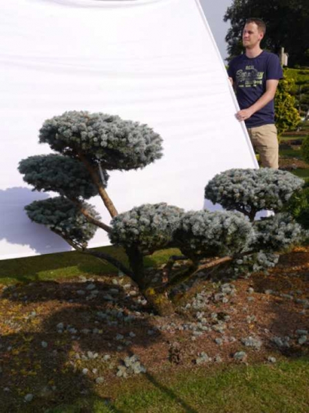Picea pungens 'Glauca' H: 120 B: 150 cm / Garten-Bonsai (0055)