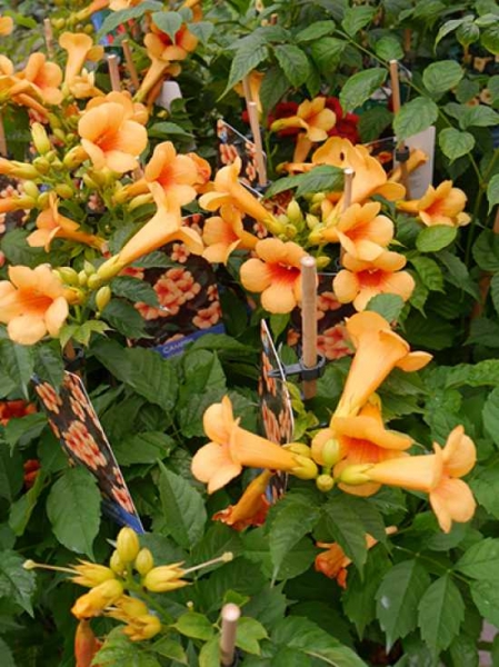Campsis radicans 'Indian Summer' / Trompetenblume 'Indian Summer' / Gelb-orangerote Trompetenblume