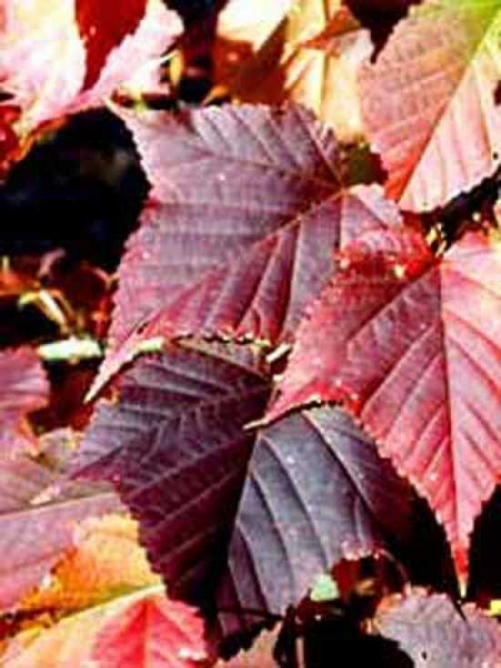 Acer capillipes / Rotstieliger Schlangenhaut-Ahorn