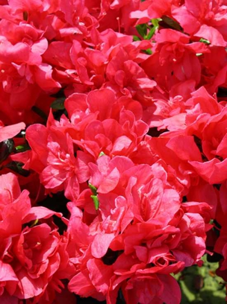 Rhododendron obtusum 'Hahn's Red' / Japanische Azalee 'Hahn's Red'