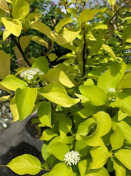 Cornus alba / Weißer Hartriegel / Tatarischer Hartriegel günstig kaufen