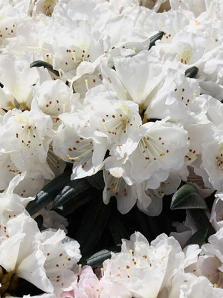 Rhododendron yakushimanum 'Makiyak' auf Stamm / Rhododendron 'Makiyak' auf Stamm