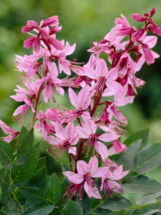 Dictamnus Albus Brennender Busch Gunstig Kaufen