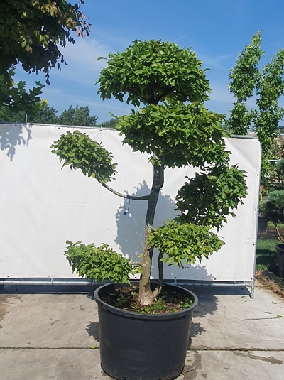 Carpinus betulus H: 250 cm B: 170 cm  / Gartenbonsai (546238)