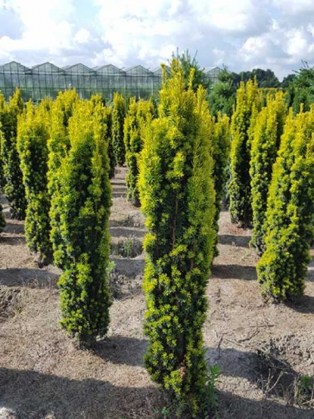 Taxus baccata 'Fastigiata Aurea' / gelbe SäulenEibe 125150 cm Solitär