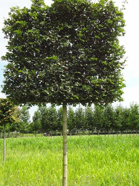 Acer campestre 'Elegant' / Feld-Ahorn 'Elegant' 'Hochstamm-Spalier' H:160 B:160 T:20 (Stamm 210 cm