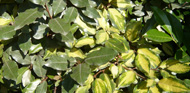 Elaeagnus ebbingei 'Limelight' / Wintergrüne Ölweide 'Limelight'