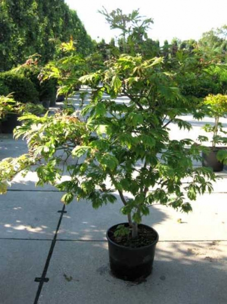 Acer japonicum 'Aconitifolium' / Eisenhutblättriger Ahorn