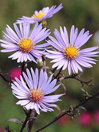 Aster