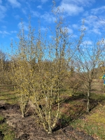 Kornelkirsche Golden Glory / Cornus mas 'Golden Glory' günstig kaufen