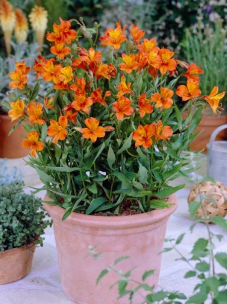 Alstroemeria aurea 'Orange King' / Inkalilie 'Orange King'