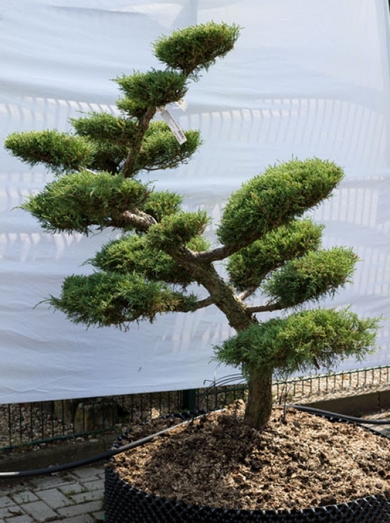 Juniperus media 'Hetzii' H: 140 cm B: 120 cm / Garten-Bonsai (633