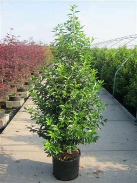 Prunus lusitanica 'Angustifolia' / portugiesischer Kirschlorbeer 150