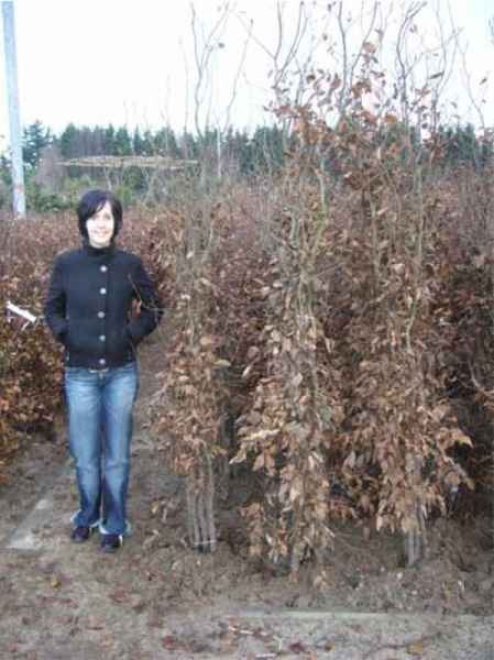 Carpinus betulus / Hainbuche 175-200 cm wurzelnackt