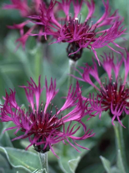 Centaurea montana 'Jordy'® / Garten-Flockenblume