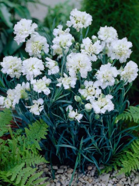 Dianthus plumarius 'Mrs. Sinkins' / Garten-Feder-Nelke
