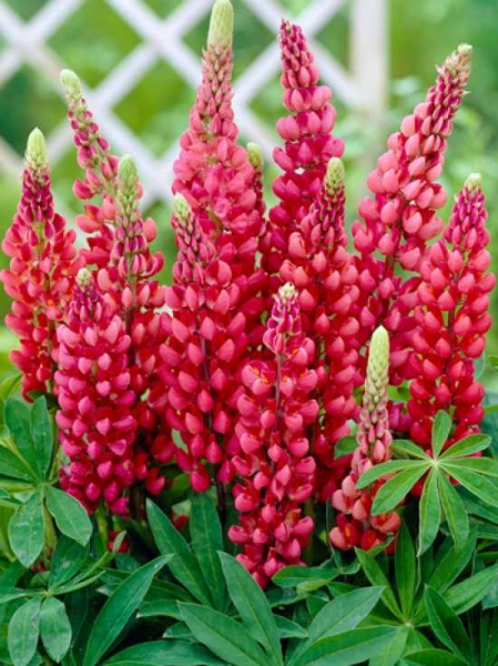 Lupine zaden kopen, Russell Hybrids (Lupines polyphyllus