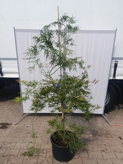 Acer palmatum 'Dissectum Flavescens' / Japanischer Schlitzahorn / Fächerahorn (717289)