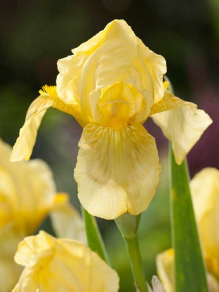 Iris germanica 'Sangreal' / Schwertlilie