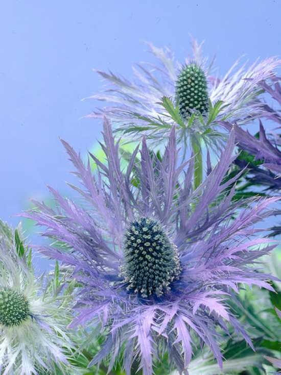 Eryngium alpinum 'Blue Star' / GartenEdeldistel günstig kaufen