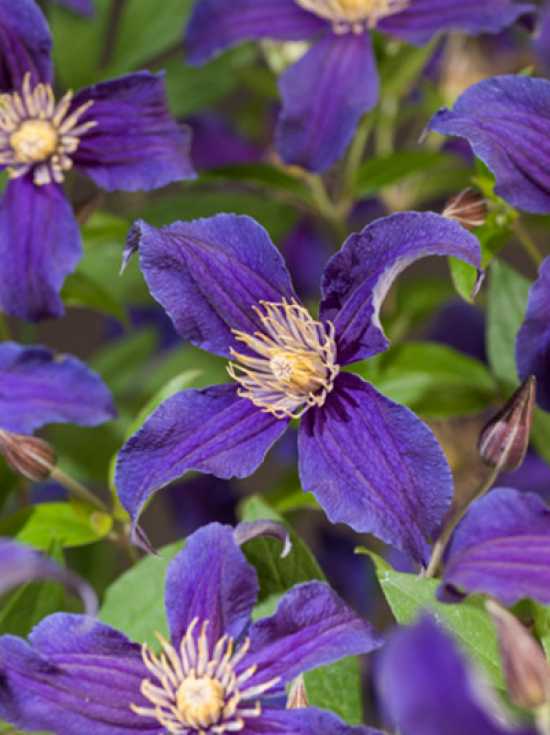 Clematis Hybride 'So Many Blue Flowers' PBR / Waldrebe 'So Many Blue