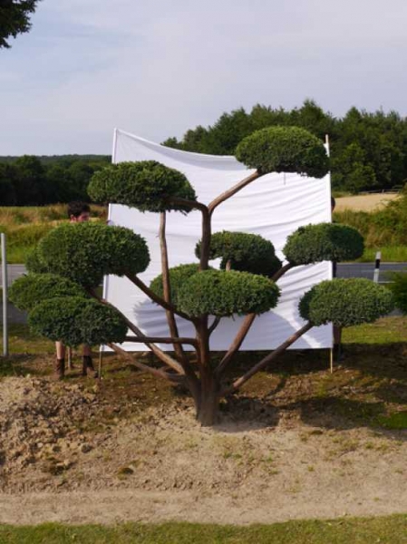 Juniperus squamata 'Meyeri' H: 230 cm B: 300 cm / Garten-Bonsai (0025)