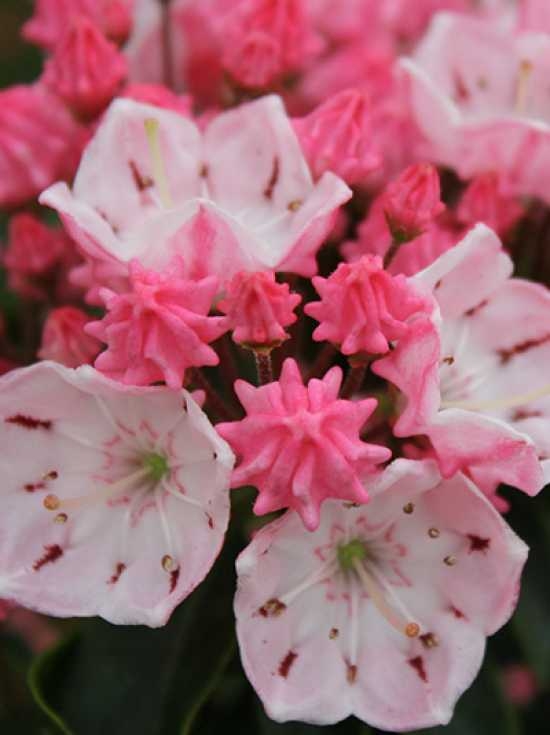 Kalmia latifolia 'Ostbo Red' / Lorbeerrose 'Ostbo Red' / Berglorbeer