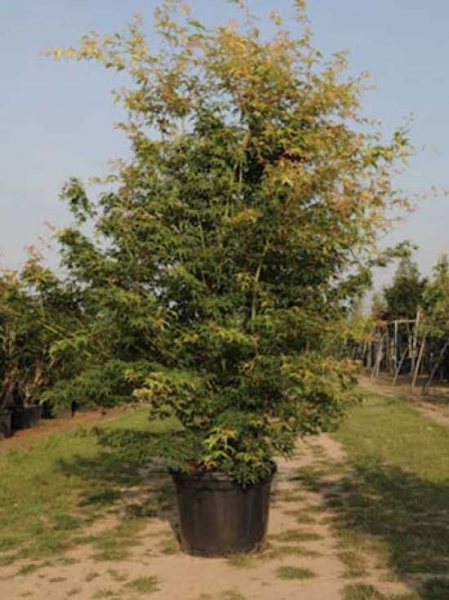 Acer palmatum 'Ueno-homare' / Japanischer Fächerahorn 'Ueno-homare'