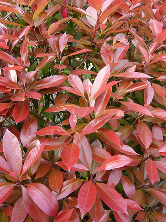 Photinia fraseri 'Red Robin' / Glanzmispel 125-150 cm im 35-Liter