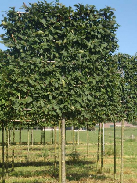 Carpinus betulus / Hainbuche / Weißbuche 'Hochstamm-Spalier' H:160 B:160 T:20 (Stamm 170 cm)
