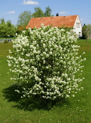 Amelanchier rotundifolia / ovalis / Echte Felsenbirne / Gemeine Felsenbirne