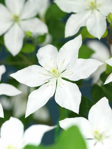 Clematis Hybride 'So Many White Flowers' ('Zobast') PBR / Waldrebe 'So Many White Flowers'