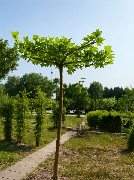 Platanus acerifolia 'Dachform/Sternform' / Platanus acerifolia